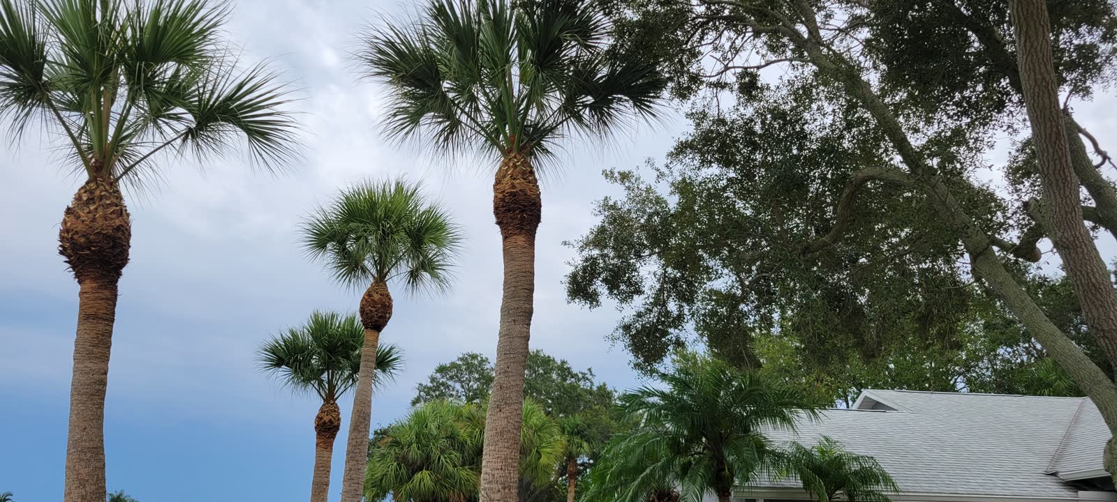 Tall cabbage palms rising beside a Florida residential roof, ready for palm trimming and maintenance