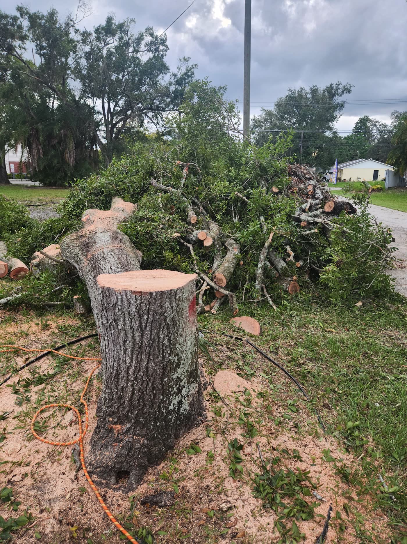 Fresh tree removal with stump, cut trunk sections, and brush pile on a residential lot