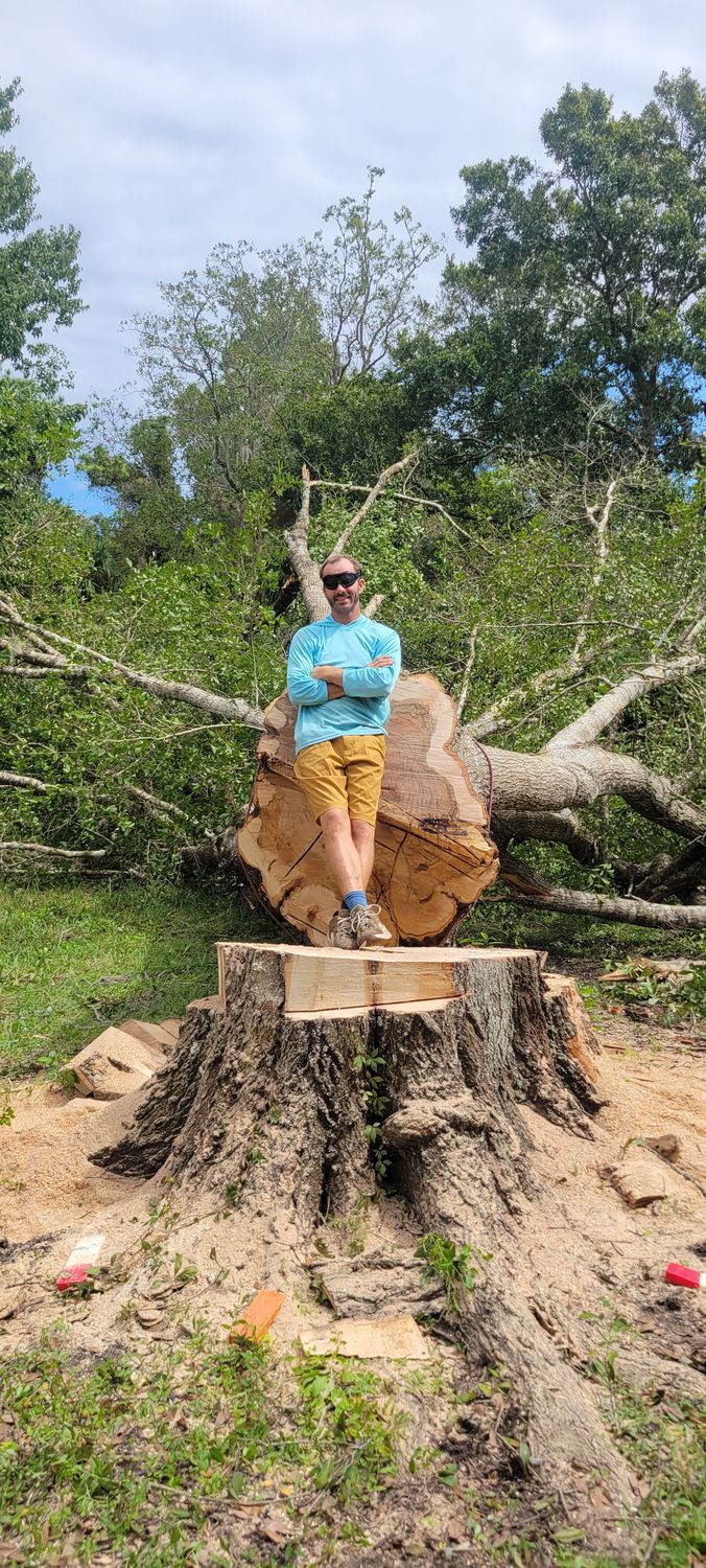 Crew member standing on a massive freshly cut stump for scale after large tree removal