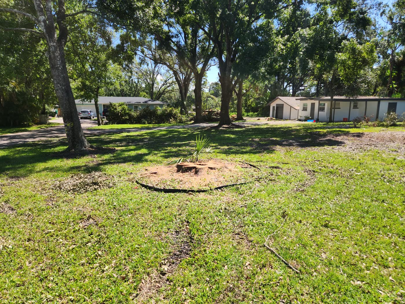 Residential stump with wood chips in a yard