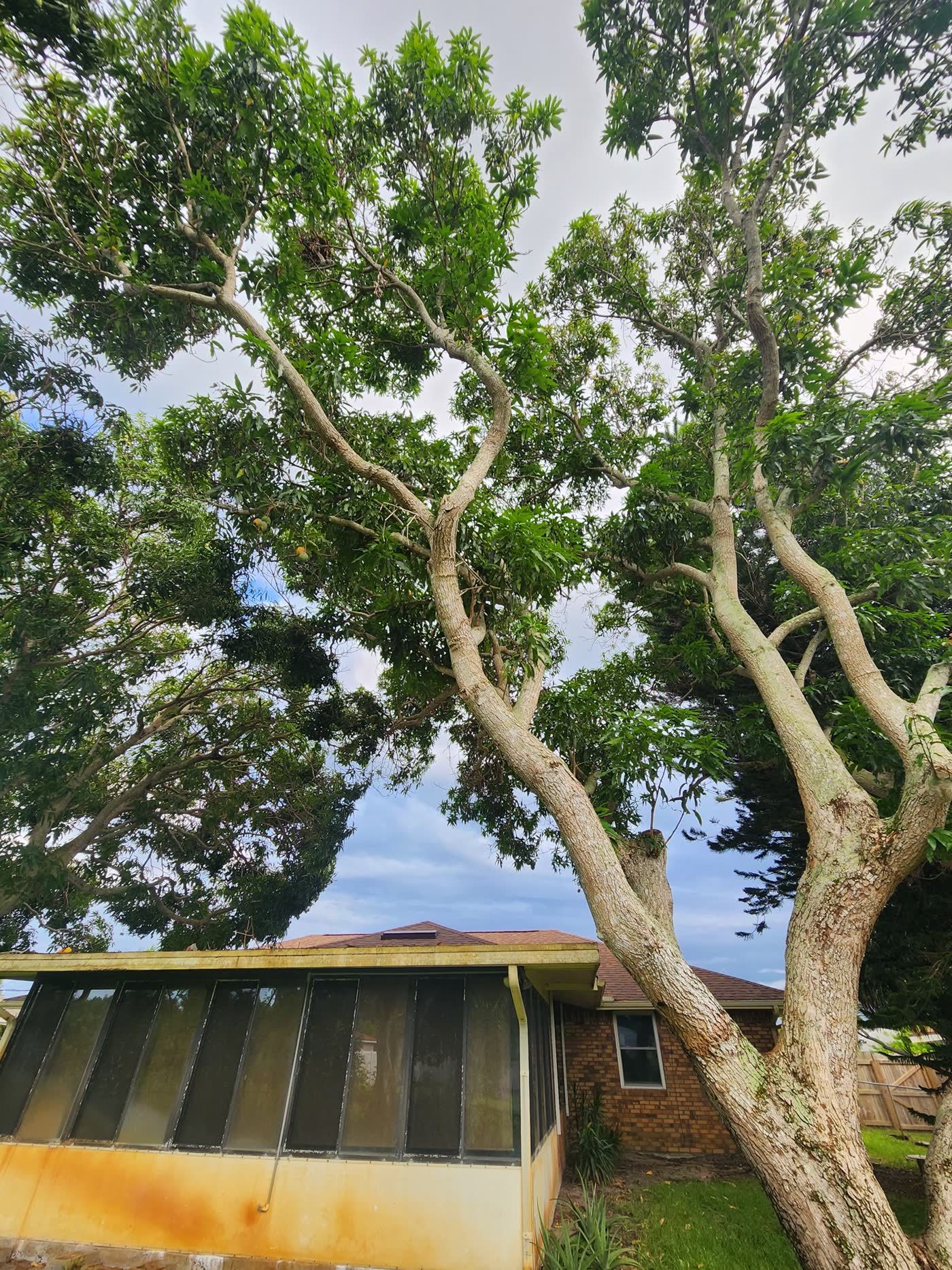 Large tree overhanging a Florida house